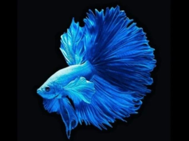 Betta Fish - Blue