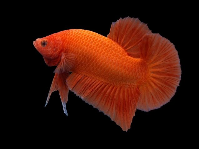 Betta Fish - Orange