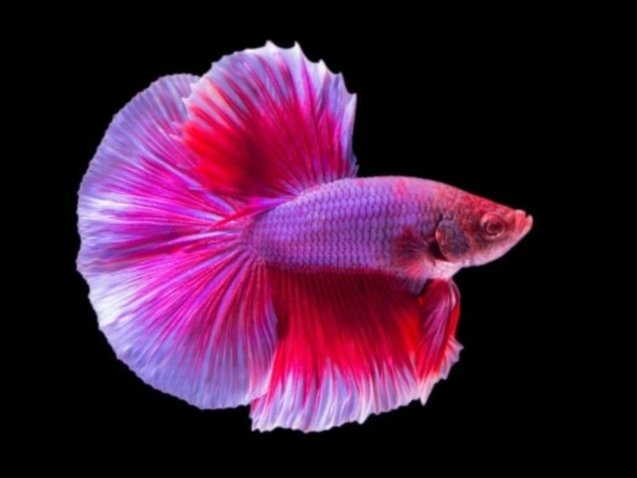 Betta Fish - Pink