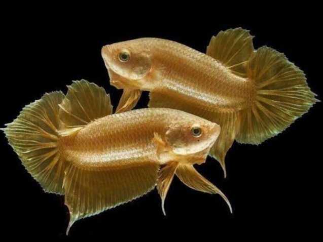 Betta Fish Gold