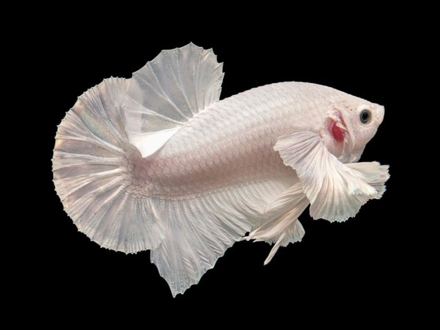 Betta Fish - White 1