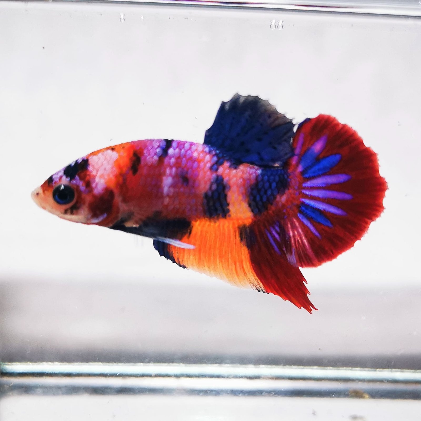 Live betta fish for sale best sale